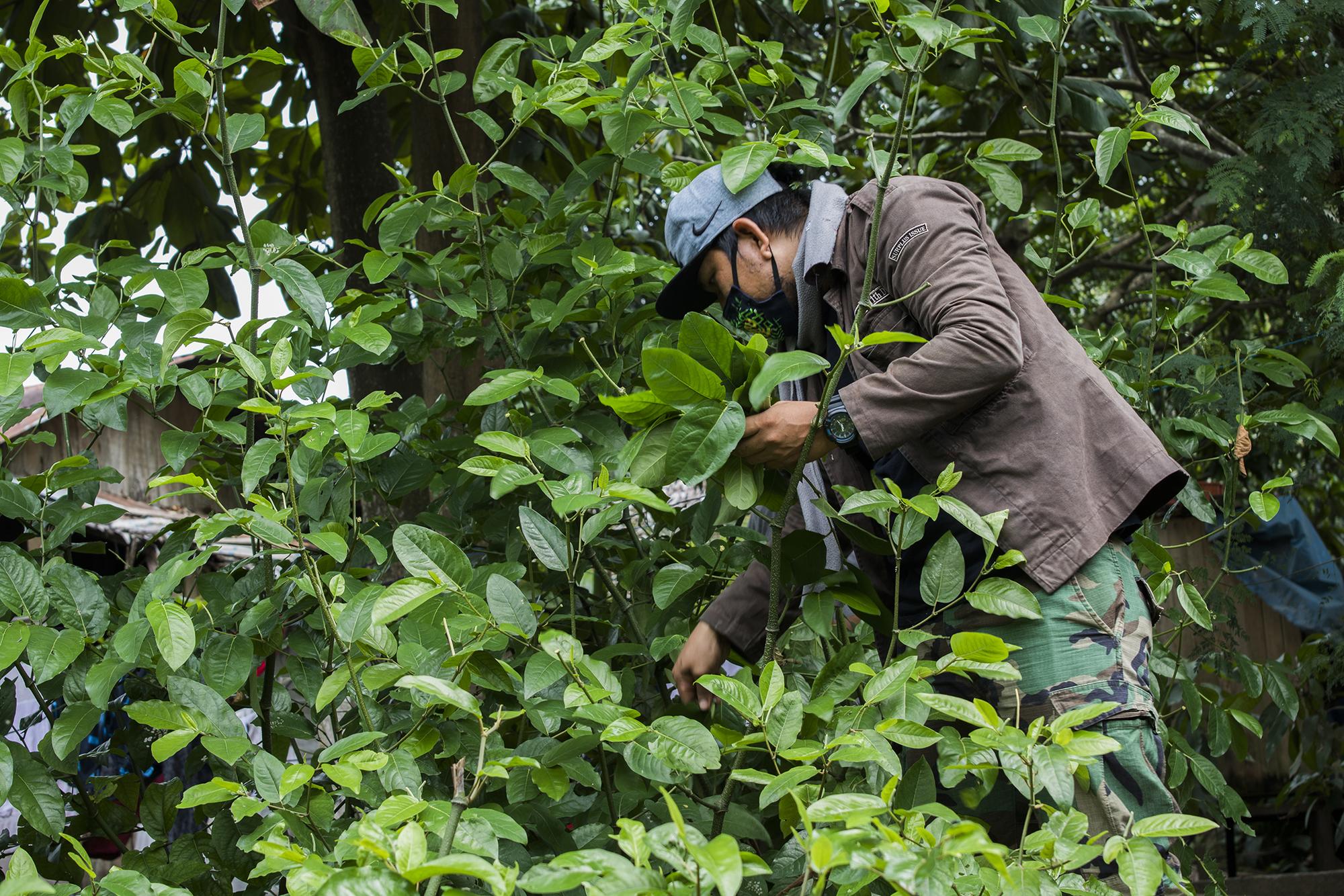 Comando Matico, medicina alternativa en la amazonía peruana. - 5